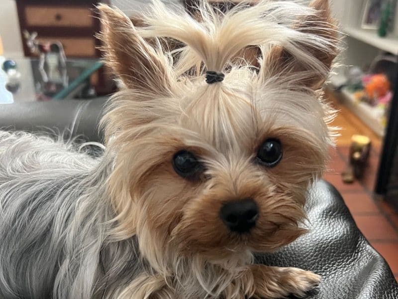 Teacup Yorkshire Terrier 4 years 2 months old female small named Scarlet for breeding in Hampton, Virginia | Petmeetly