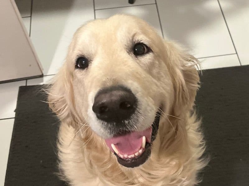 Buddy Boi primary photo