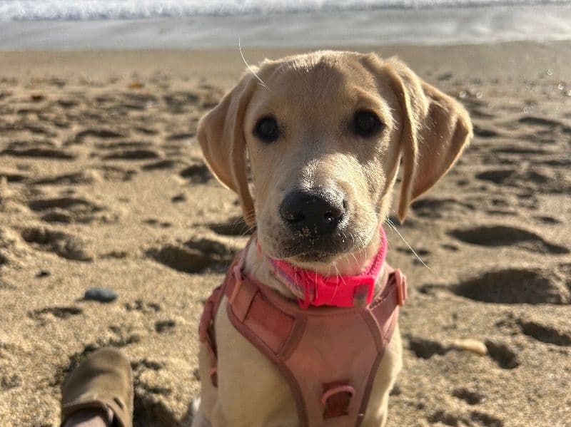 English Labrador Retriever 4 months old female large named Ivy for breeding in Cornwall, England | Petmeetly