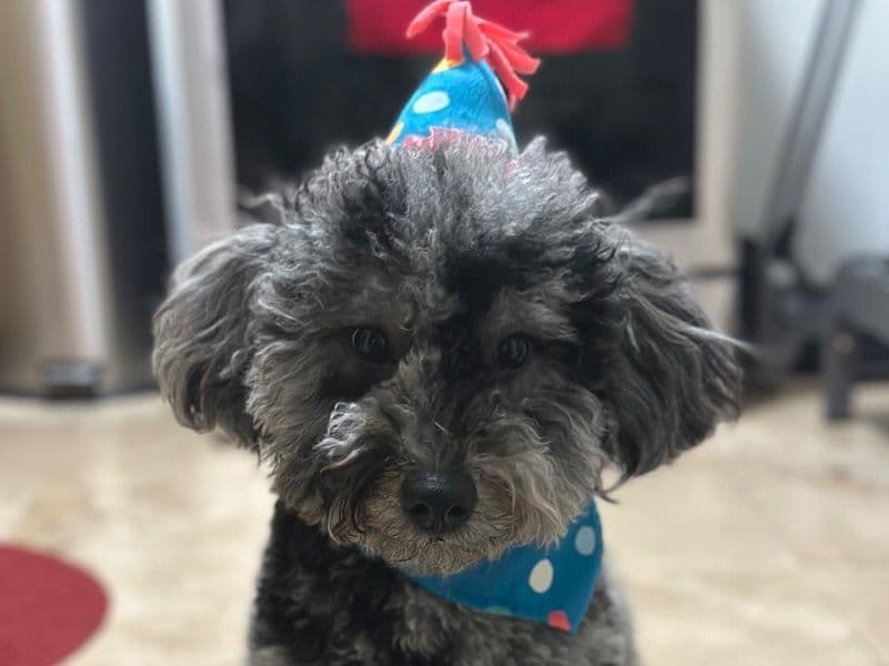 Goldendoodle 1 year 2 months old male medium named Teddy for breeding in Miami-Dade County, Florida | Petmeetly