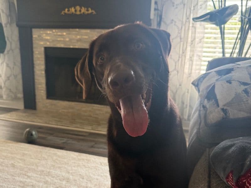 Gus - Labrador Retriever | Petmeetly