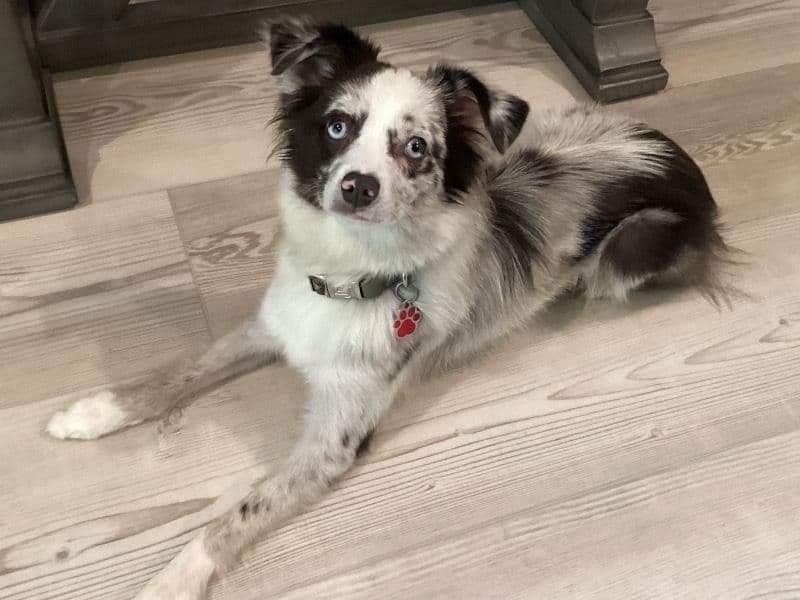 Miniature Australian Shepherd 1 year 2 months old male small named Oscar for breeding in Santa Rosa County, Florida | Petmeetly