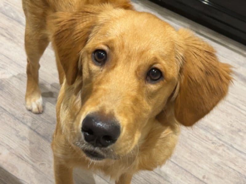 English Golden Retriever 6 months old female large named Honey for breeding in Cornwall, England | Petmeetly