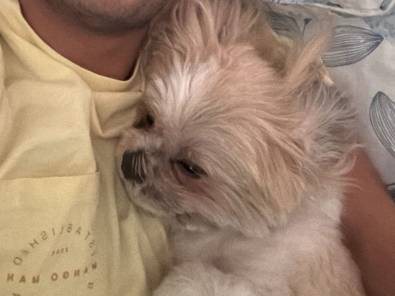 Shih Tzu 7 years 4 months old male small named Alex for breeding in Presidency Division, West Bengal | Petmeetly