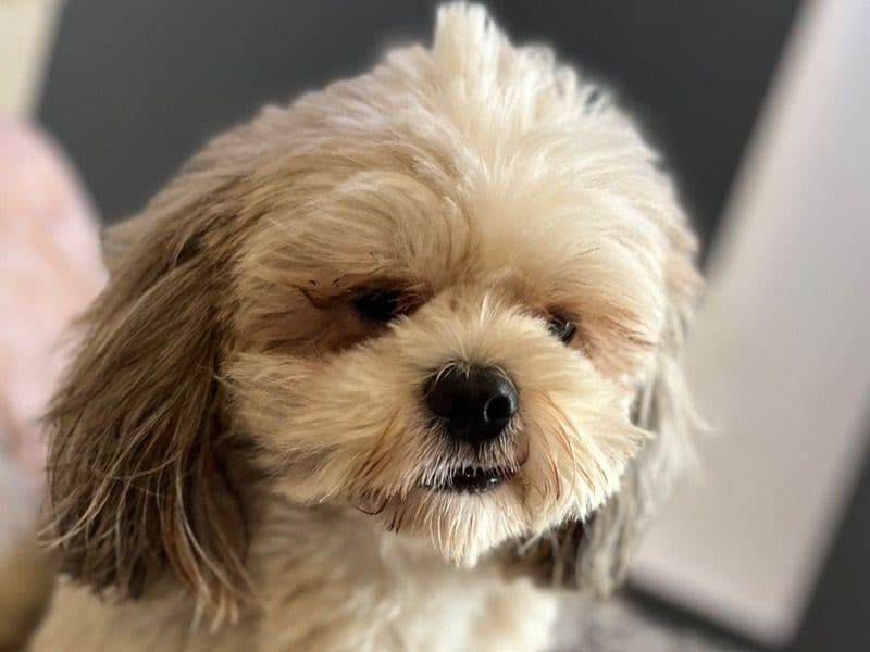 Shih Tzu 7 years 1 month old male medium named Gurby for breeding in Delhi Division, Delhi | Petmeetly