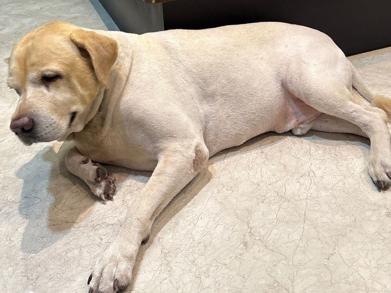 English Labrador Retriever 7 years 9 months old male medium named Jacky for breeding in Delhi Division, Delhi | Petmeetly