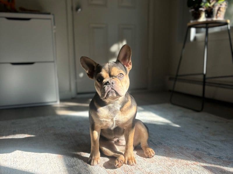 French Bulldog 1 year 8 months old male medium named Yuchi-river for breeding in Томпкинс, Нью-Йорк | Petmeetly