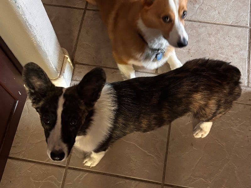 Corgi 11 months old male medium named Murphy for breeding in Clark County, Nevada | Petmeetly