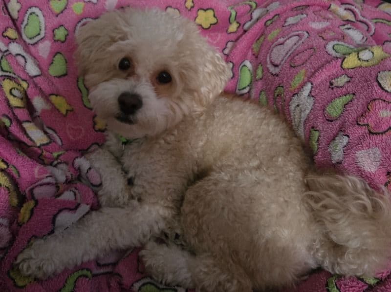 Maltese Shih Tzu 2 years 11 months old male small named Tofuu for breeding in City of Mitcham, South Australia | Petmeetly