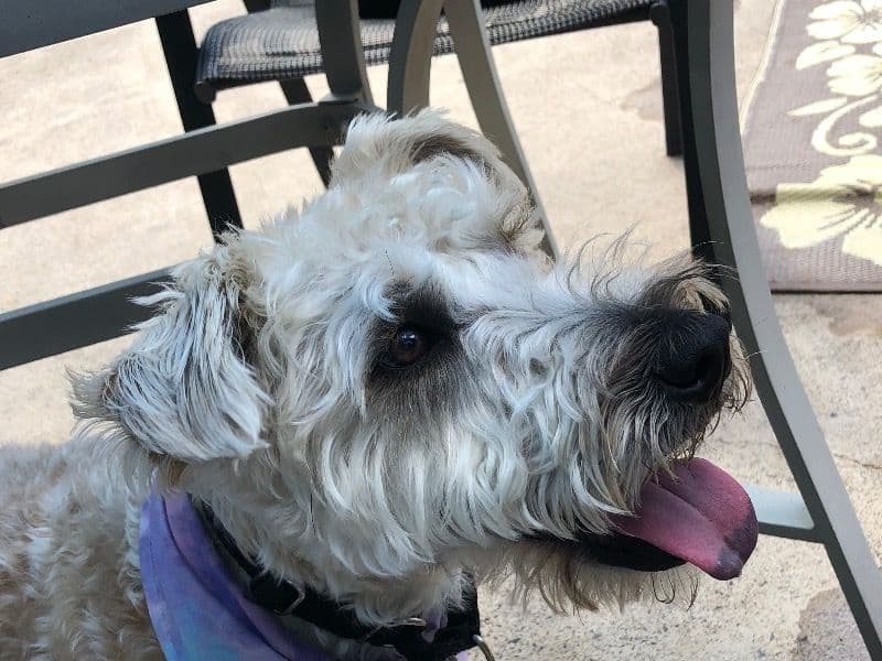Soft Coated Wheaten Terrier 2 years old male medium named Kobe for breeding in Nassau County, New York | Petmeetly