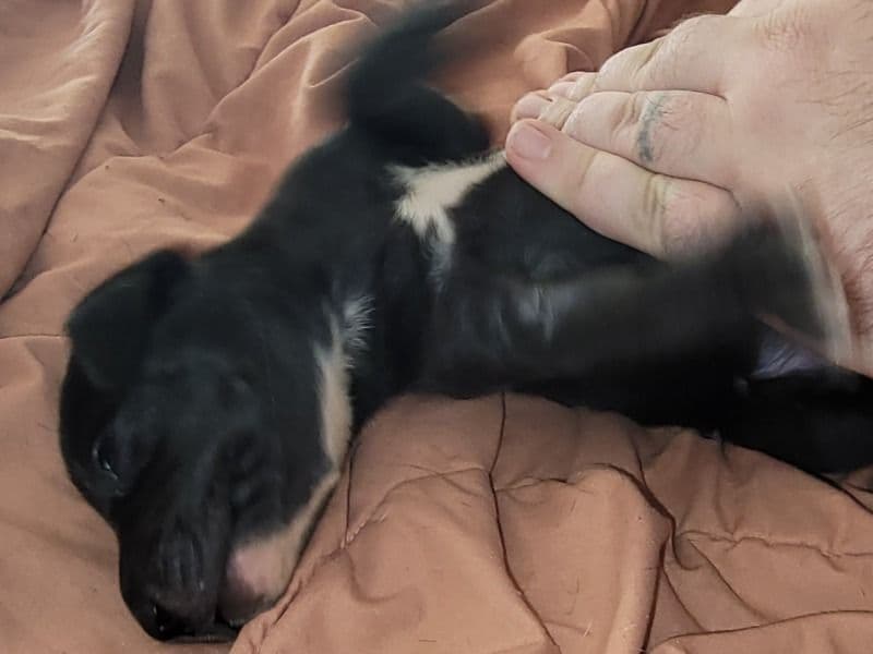 Great Dane 1 month old female extra large named Star Born 1/1/2026 for sale in Dallas County, Texas | Petmeetly