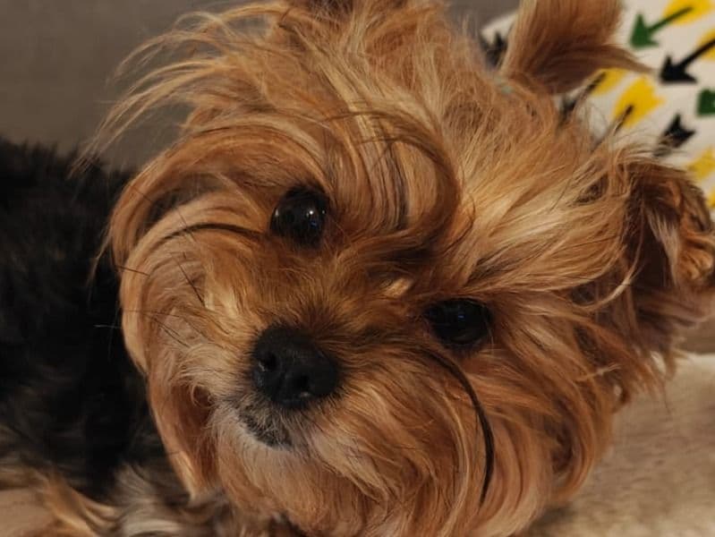 Yorkshire Terrier 5 years old female medium named Asti for breeding in Devon, England | Petmeetly