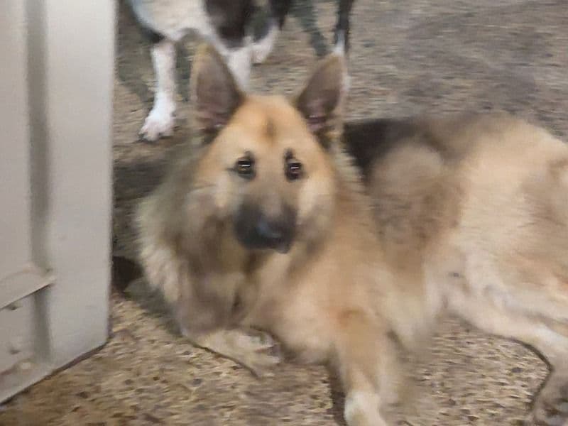 Czech German shepherd 5 years 6 months old male large named Rex for breeding in Logan City, Queensland | Petmeetly