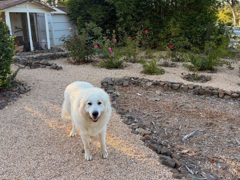 Great Pyrenees 1 year 2 months old female large named Nova for breeding in San Diego County, California | Petmeetly