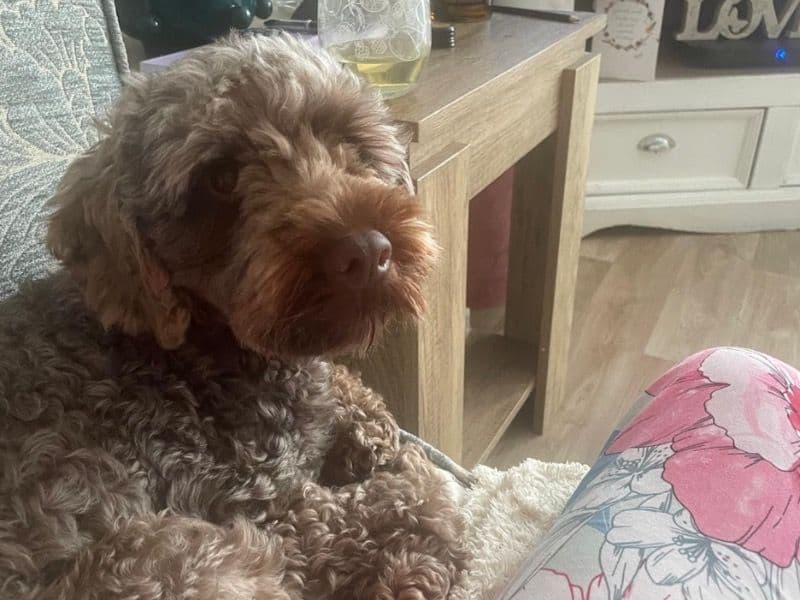 Cockapoo 2 years 6 months old male medium named Bruno for breeding in Tyne and Wear, England | Petmeetly
