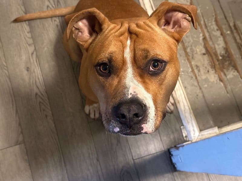 American Staffordshire Terrier 1 year 1 month old male medium named Kane for breeding in Richmond, Virginia | Petmeetly