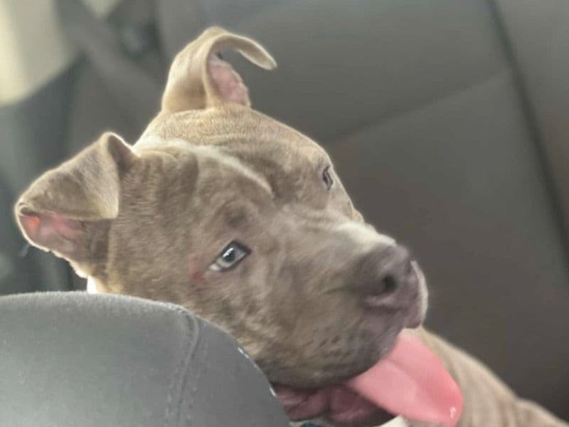 American Bully 1 year 4 months old male small named Cuban for breeding in Cape Girardeau County, Missouri | Petmeetly