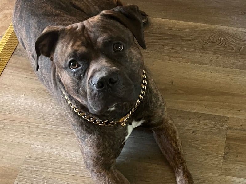 Brindle Pitbull 4 years 8 months old male large named Zeus for breeding in Los Angeles County, California | Petmeetly