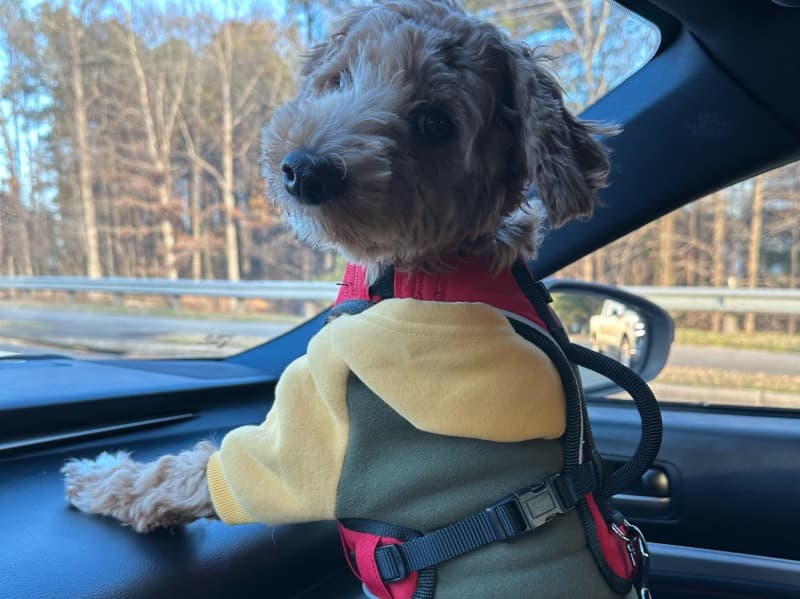 Maltipoo 9 months old male small named Milo for breeding in DeKalb County, Georgia | Petmeetly