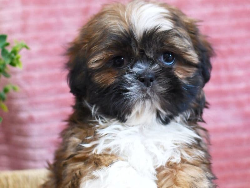 Shih Tzu 1 month old male small named Tripp for sale in Kern County, California | Petmeetly