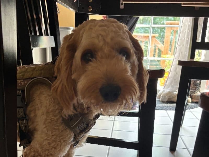 Mini Golden Doodle 3 years 4 months old male medium named Teddy for breeding in Kent County, Rhode Island | Petmeetly