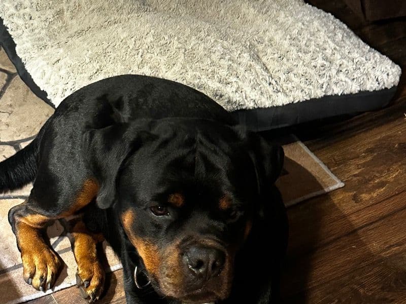 Rottweiler 3 years 7 months old male large named Raptor for breeding in Nassau County, Florida | Petmeetly