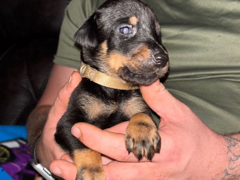 White Collar - Doberman | Petmeetly