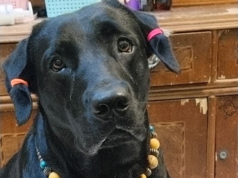 English Labrador Retriever 1 year 5 months old male large named Rex for breeding in Kanpur Division, Uttar Pradesh | Petmeetly