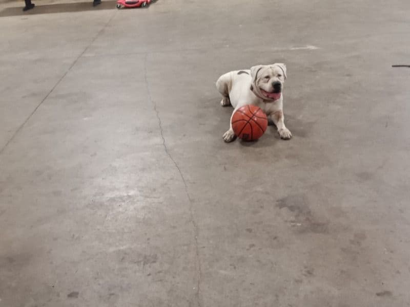 American Bulldog 3 years 11 months old male large named Nate for breeding in Harris County, Texas | Petmeetly