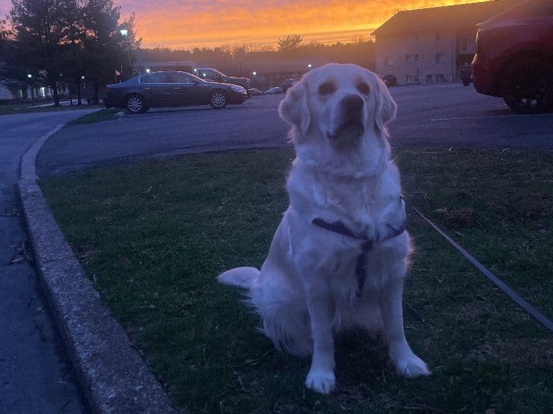 English Cream Retriever 3 years 6 months old female medium named Lola for breeding in Chester County, Pennsylvania | Petmeetly
