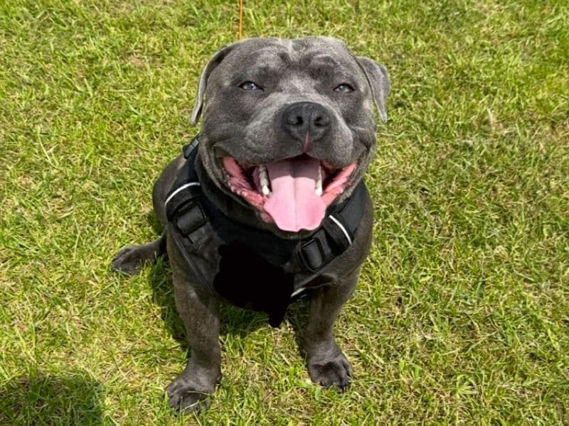 Staffordshire Bull Terrier 3 years old male medium named Diesel for breeding in Staffordshire, England | Petmeetly