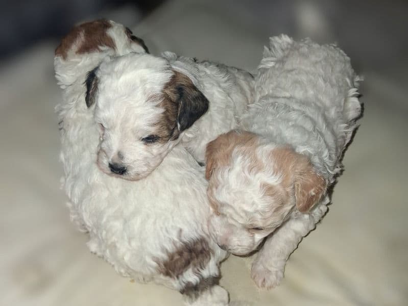 Maltipoo 1 month old male small named Litter 2 for sale in Wayne County, Michigan | Petmeetly