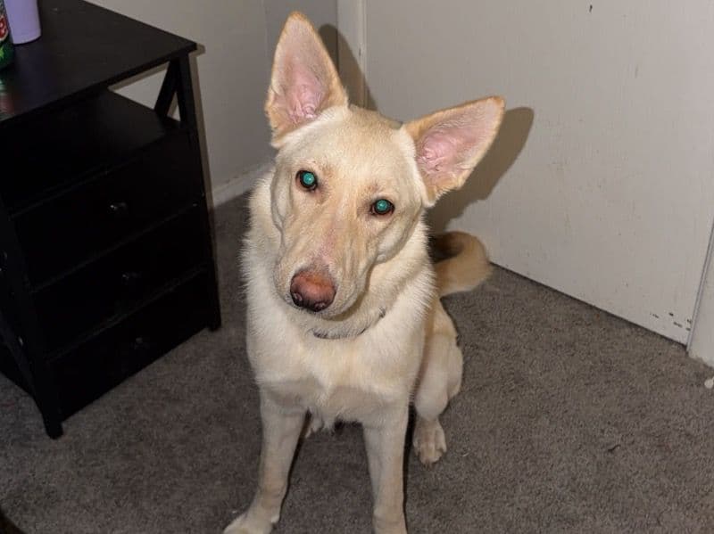 Blizzard - German Shepherd | Petmeetly