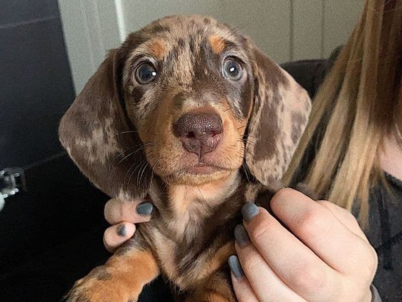 Biscuit - Dachshund | Petmeetly