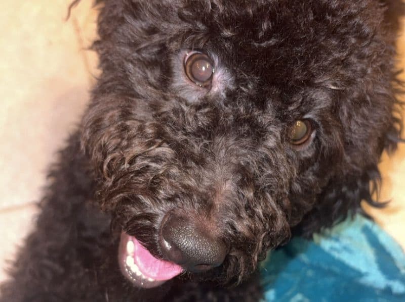 Goldendoodle 1 year old male small named Jack for breeding in Michigan | Petmeetly