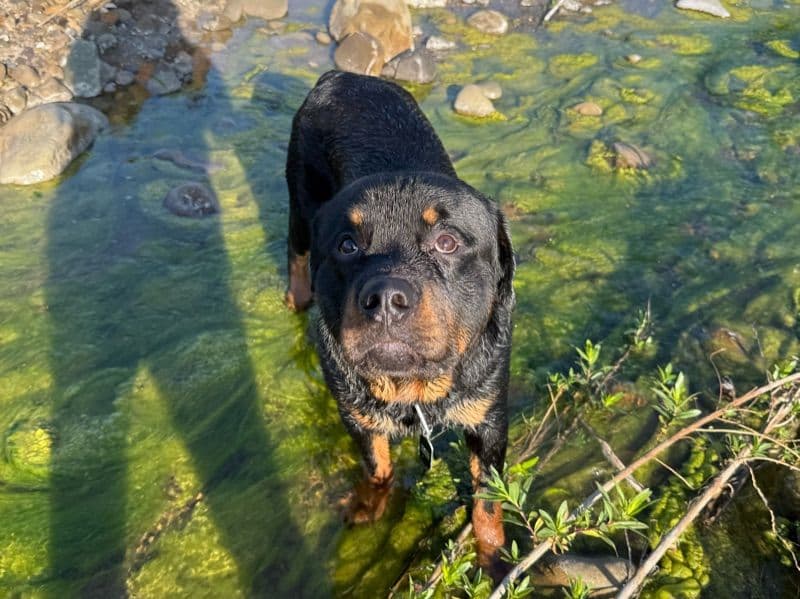Rottweiler 1 year 4 months old male extra large named Whiskey for breeding in Galveston County, Texas | Petmeetly