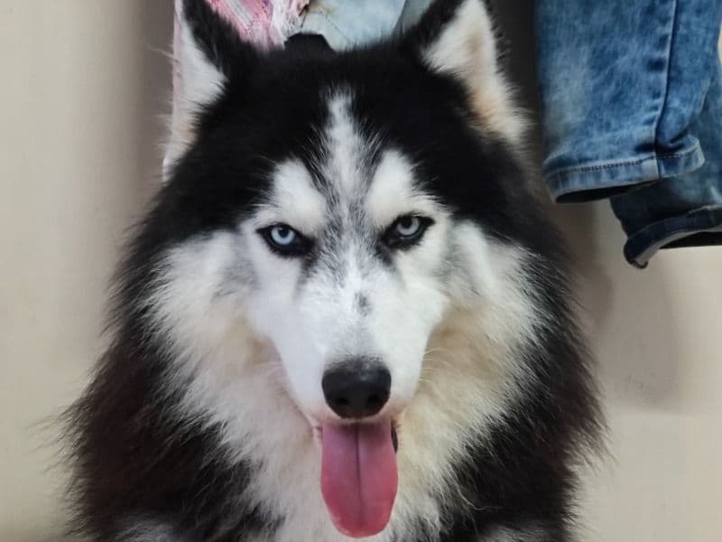 Husky 3 years 7 months old male large named Groot for breeding in Konkan Division, Maharashtra | Petmeetly