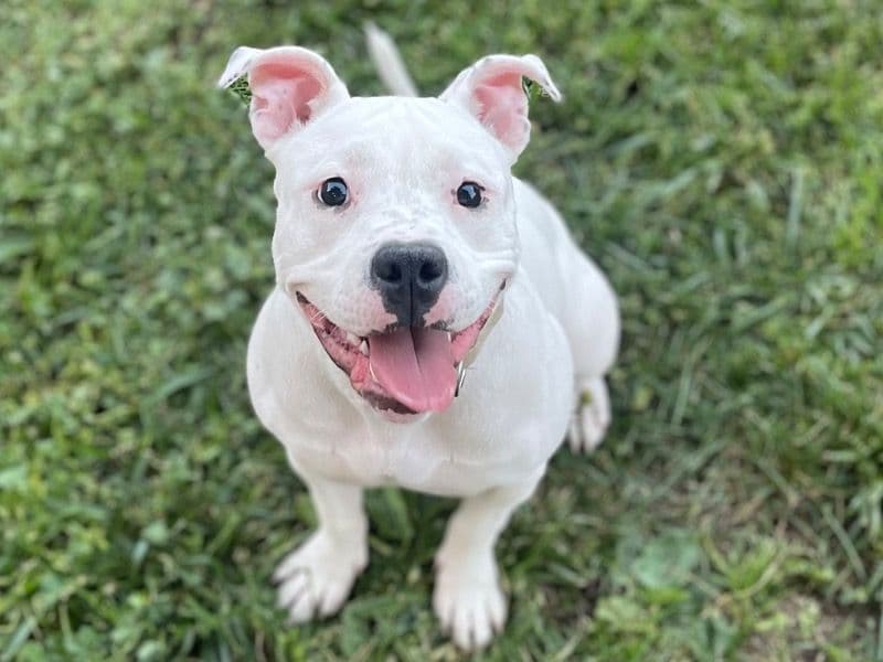 American Bully 1 year old female medium named Princess for breeding in Santa Clara County, California | Petmeetly