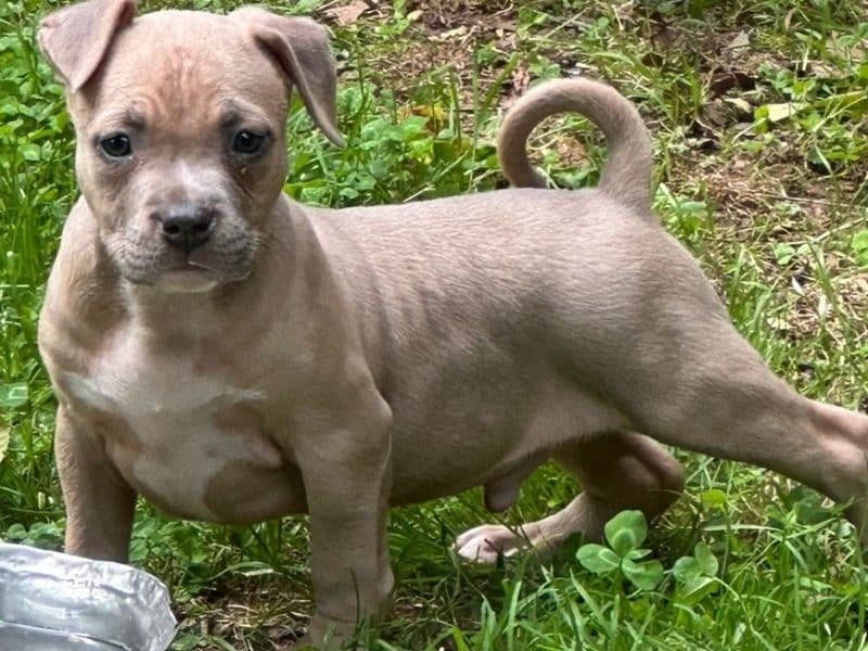 American Bully 7 months old male small named No Name for breeding in Guilford County, North Carolina | Petmeetly