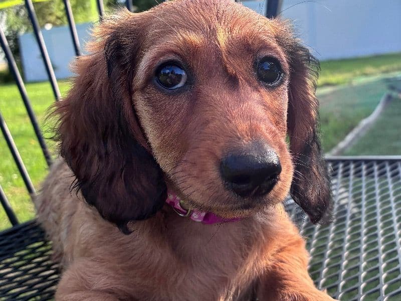 Dachshund 1 year old female small named Remi for breeding in Strafford County, New Hampshire | Petmeetly