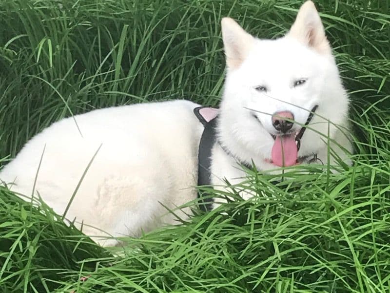 Alaskan Husky 5 years 4 months old female medium named Luna for breeding in Palm Beach County, Florida | Petmeetly