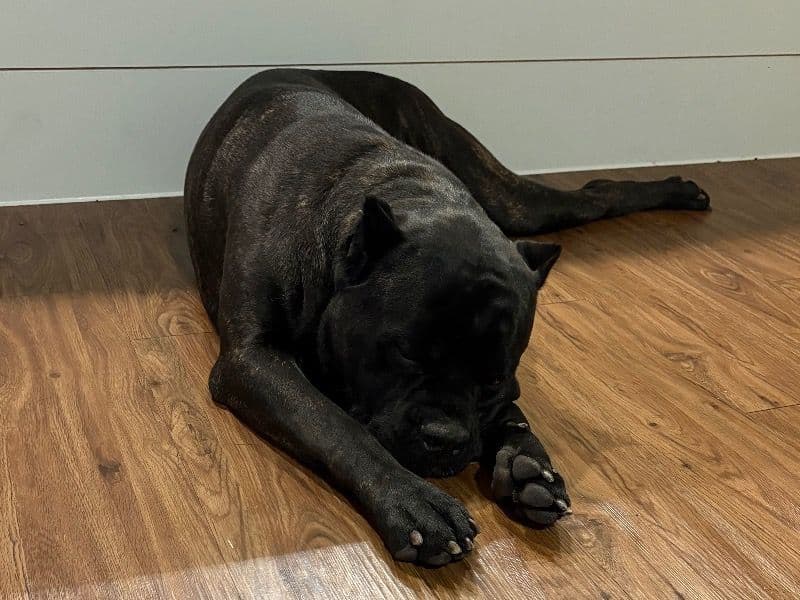 Cane Corso 1 year 3 months old male extra large named Bourbon for breeding in Bexar County, Texas | Petmeetly