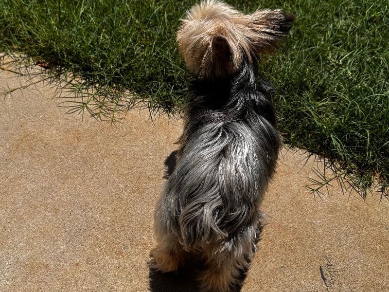 Xyella primary photo