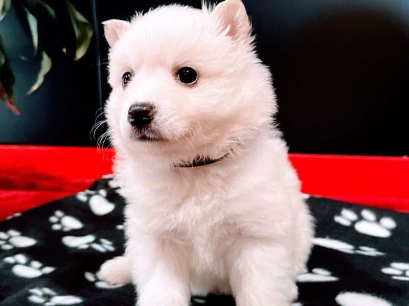 American Eskimo 2 months old male small named Glacier for sale in Macon County, Alabama | Petmeetly