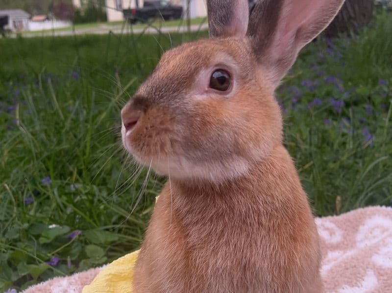 Silver Marten 1 year old male named Hashbrown for breeding in Madison County, Illinois | Petmeetly