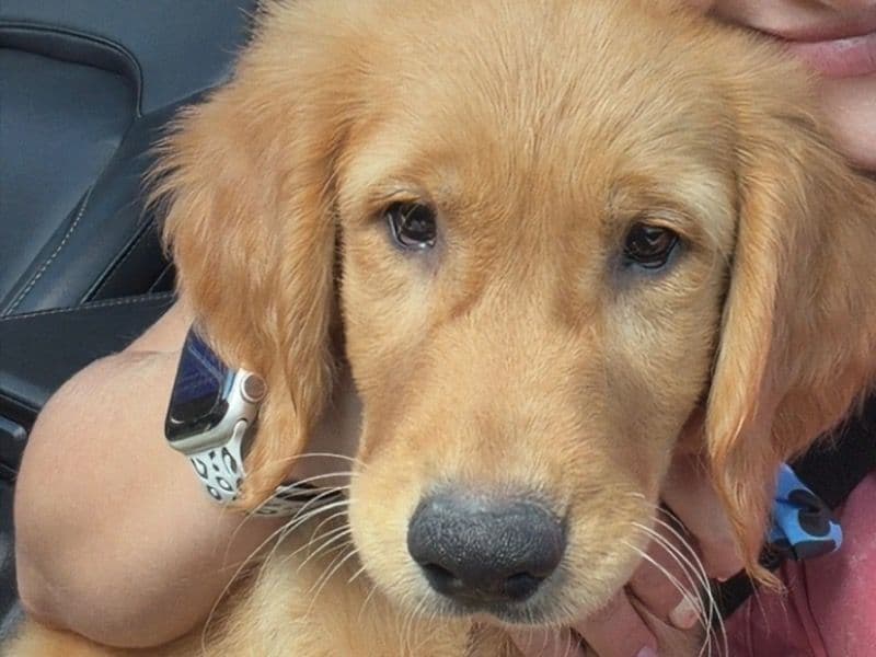 Brody - Golden Retriever | Petmeetly