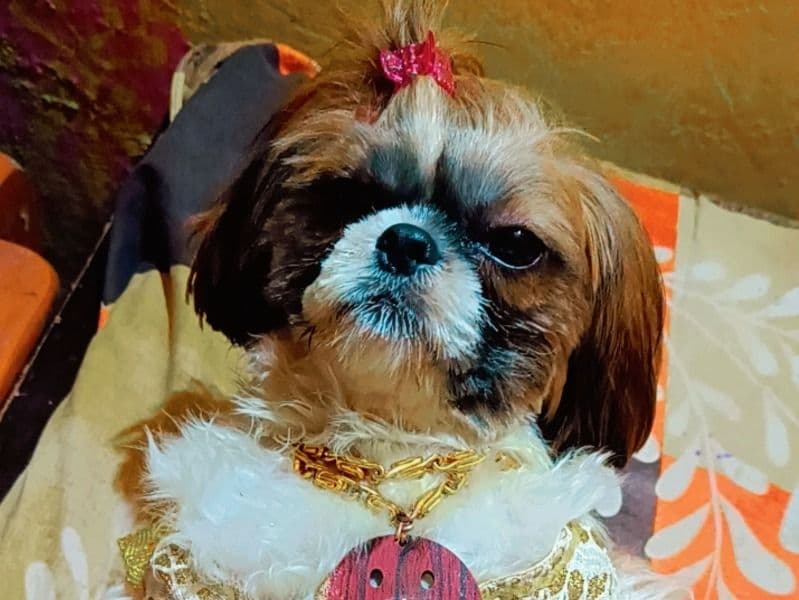 Shih Tzu 1 year 10 months old female medium named Kookie for breeding in Rohtak Division, Haryana | Petmeetly