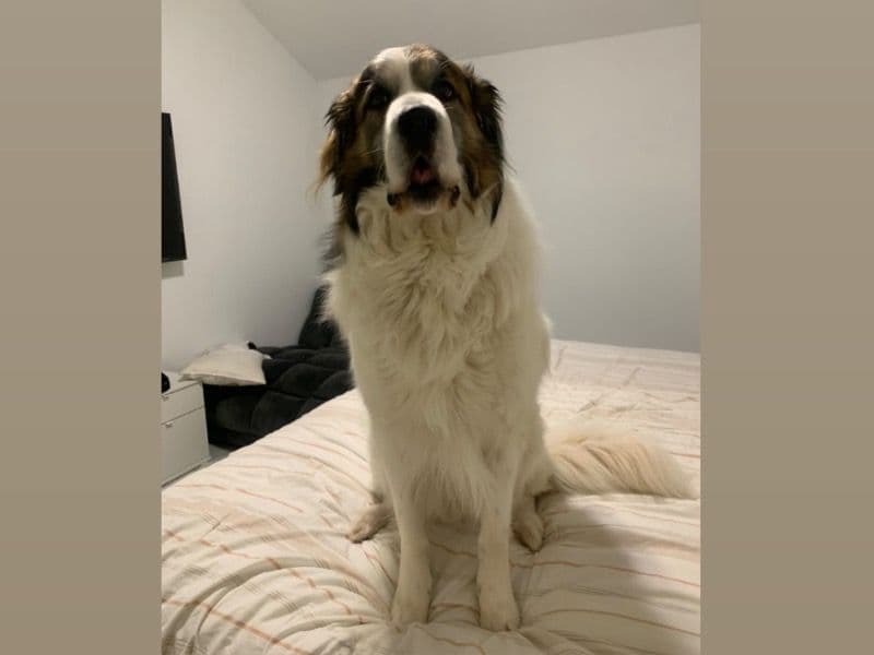 Great Pyrenees 5 years 9 months old male large named Benjamin for breeding in Dallas County, Texas | Petmeetly