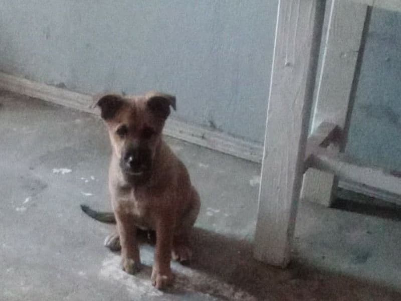 German Shepherd 1 year 1 month old male small named None for sale in Kings County, California | Petmeetly