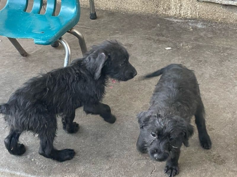 American Bully 2 months old male small named Venom And Harley for breeding in San Bernardino County, California | Petmeetly